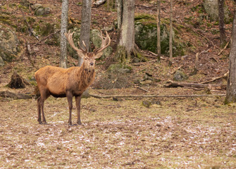 A lone elk in the woods