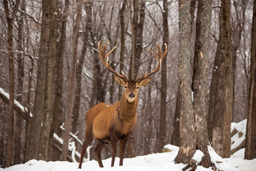 A lone elk in the woods