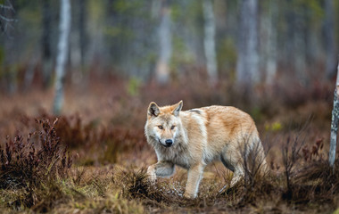 A wolf sneaks through the autumn forest. Eurasian wolf, also known as the gray or grey wolf also known as Timber wolf.  Scientific name: Canis lupus lupus. Natural habitat. Autumn forest..