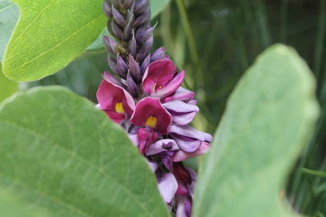 Obraz premium pink flower