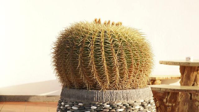 Cactus near Arrecife on the Canary Island Lanzarote in Spain.