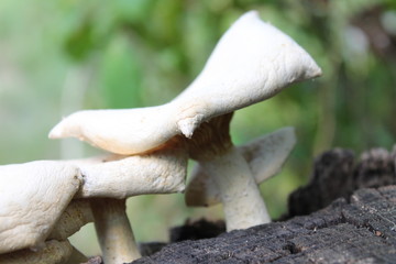 mushroom in the forest