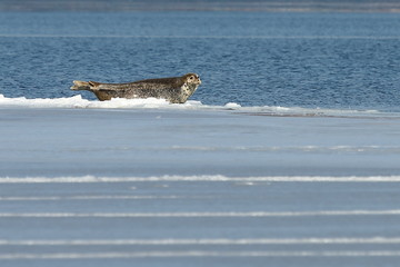 Fototapeta na wymiar Seal (spotted seal, largha seal, Phoca largha) laying on sea ice floe in winter sunny day. Wild spotted seal in nature.