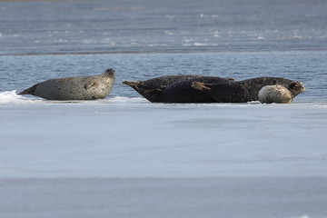 Seals (spotted seal, largha seal, Phoca largha) laying on sea ice floe in winter sunny day. Wild spotted seals sanctuary.