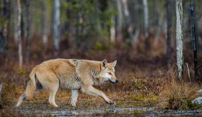 A wolf sneaks through the autumn forest. Eurasian wolf, also known as the gray or grey wolf also known as Timber wolf.  Scientific name: Canis lupus lupus. Natural habitat. Autumn forest..