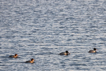 Ducks flock swimming in sea in sunny day. Group of wild Goosander (Mergus merganser) males and females in natural habitat. Diving pochard seabirds on the move.