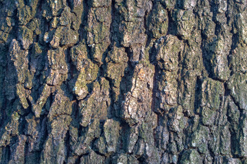 Tree bark texture in the woods.