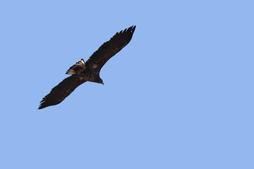 Eagle flying on blue sky background.  White-tailed eagle (Haliaeetus albicilla) hunting in natural habitat. Bird of prey looking for prey.