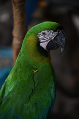 Green Macaw