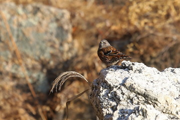 Alpine accentor (Prunella collaris) looking for prey in the rocks. Colorful bright bird in nature.