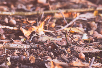 Dry autumn leaves on the ground