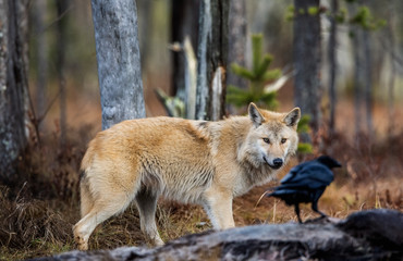 Wolf and raven. Eurasian wolf, also known as the gray or grey wolf also known as Timber wolf.  Scientific name: Canis lupus lupus. Natural habitat. Autumn forest..