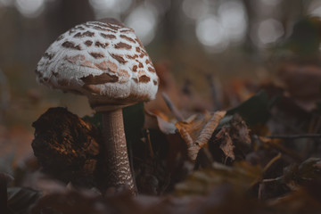 Closeup mushroom in forest