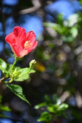 Hibiscus