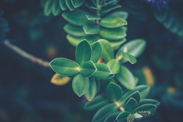 green leaves background; nature background