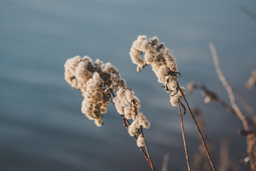 Close up of aquatic plant Typha, with pastel blue color in the background.