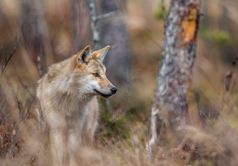 Eurasian wolf, also known as the gray or grey wolf also known as Timber wolf.  Scientific name: Canis lupus lupus. Natural habitat. Autumn forest.