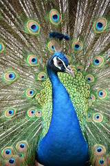 Peacock Colors