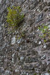 The old Kirk, Balquhidder
