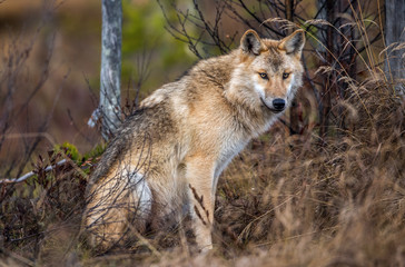 Fototapeta premium Eurasian wolf, also known as the gray or grey wolf also known as Timber wolf. Scientific name: Canis lupus lupus. Natural habitat. Autumn forest..
