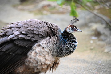 Ruffled female peacock