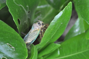 Shedding Cicada