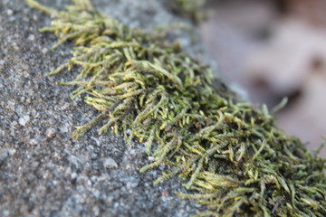 moss on a concrete