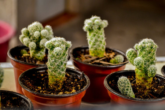 planta peque&ntilde;a