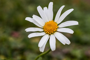 Isolated daisy flower macro detail. Grass in the background.