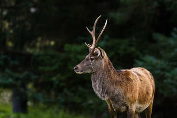 Young Stag in the Highlands