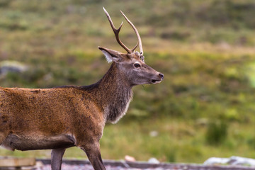 Young Stag in the Highlands