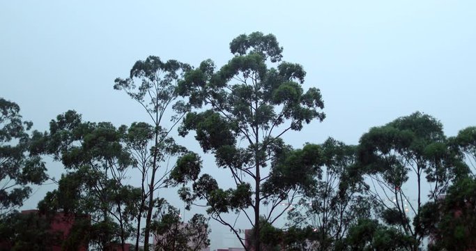 Tree in raining evening before dark, approaching storm coming