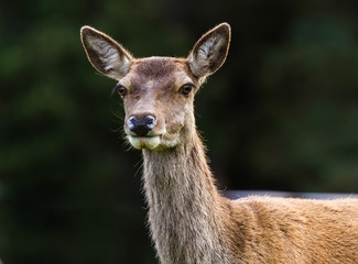 The Scottish red deer - Cervus elaphus scoticus