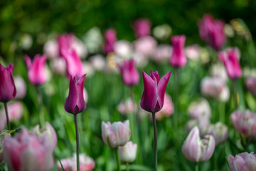 Fototapeta premium Tulip in the Netherlands 