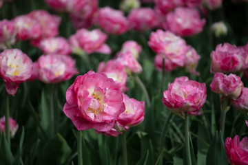 Tulip in the Netherlands 