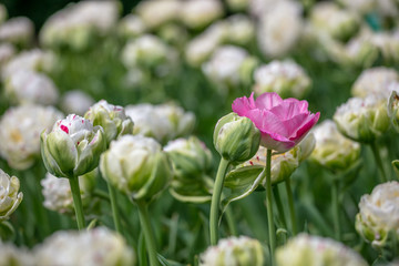 Tulip in the Netherlands 