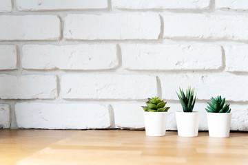 Green plant on a wooden table with white background from brick wall. Copy space