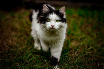Naklejka na ściany i meble black and white cat with green eyes, walking in nature