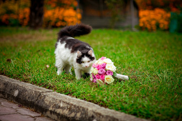 Naklejka na ściany i meble funny cat sniffs a wedding bouquet of multi-colored flowers