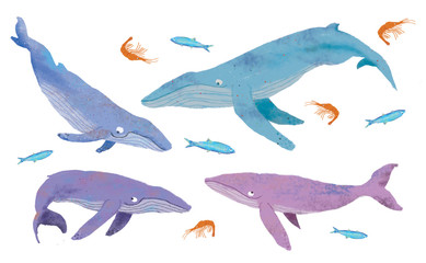 Jewel tone whales
