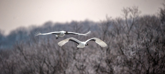 The red-crowned cranes in flight. Scientific name: Grus japonensis, also called the Japanese crane or Manchurian crane.