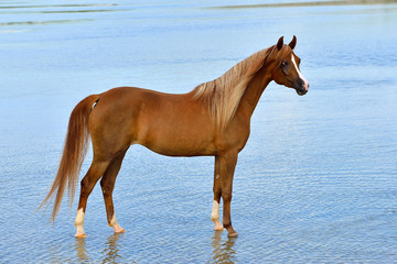 Chestnut arabian breed horse stands on the beach in the water free in summer. Animal portrait.