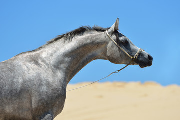 Grey purebred arabian breed stallion stretching neck with traditional show halter as decoration...