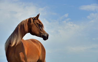 Chestnut arabian breed horse stands outside looking in the distance with bright blue sky with white clouds. Animal portrait.
