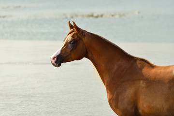 Chestnut arabian breed horse standing on the Yellow sea beach in China, Animal portrait.