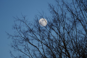 January moon in tree tops
