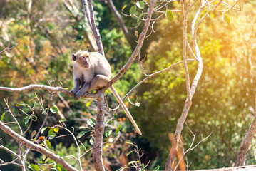 Mother and baby monkey take care of each other with happiness.Monkey Conservation Concept.