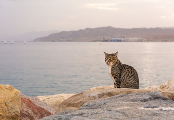 Cat on the background of the Red Sea. Eilat. Israel.