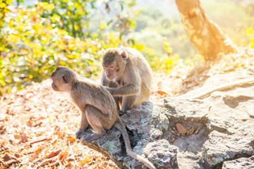 Mother and baby monkey take care of each other with happiness.Monkey Conservation Concept.