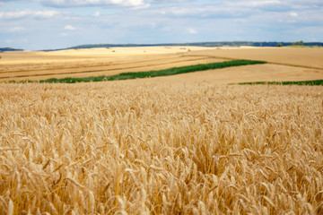 closeup wheat field  ripe in gold color. Harvest concept.